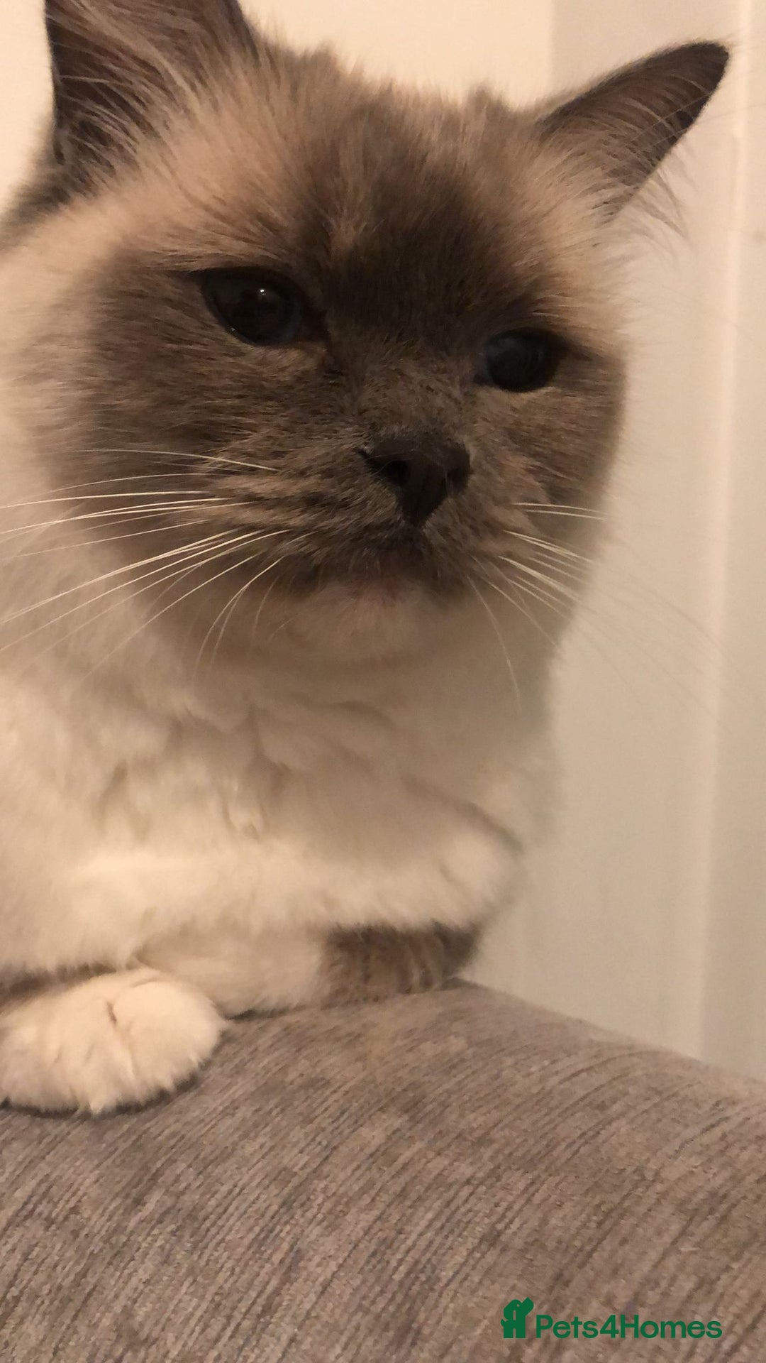 Ragdoll cats for sale: 2 x GCCF Registered Ragdolls for Sale - Image 6