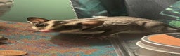 Sugar Glider rodents for sale: 2x sugar gliders for sale  - Advert 1
