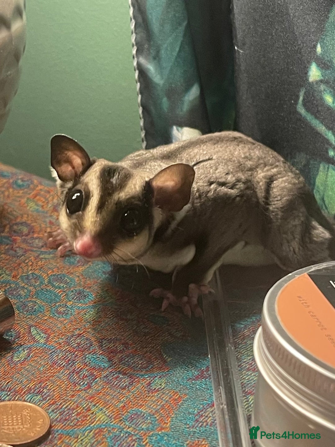 Sugar Glider rodents for sale: 2x sugar gliders for sale  - Advert 1