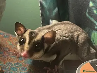 Sugar Glider rodents 2x sugar gliders for sale - Advert 10