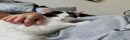 Mixed Breed cats for sale: Gorgeous Chunky Cuddly Cat for Rehoming in Warrington - Advert 4