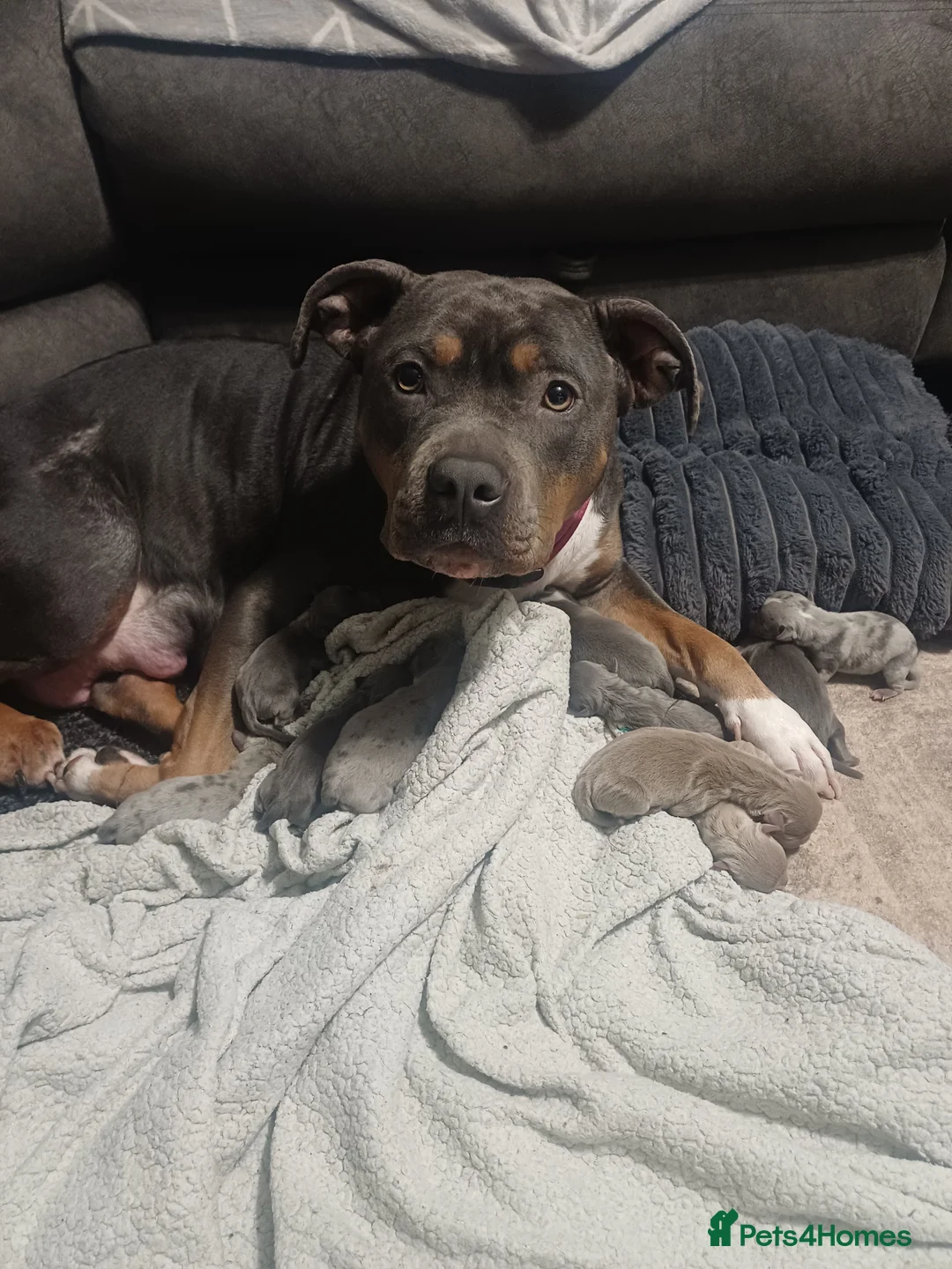 Mixed Breed dogs for sale: Olde English bulldogs x staffy in Boston - Advert 2