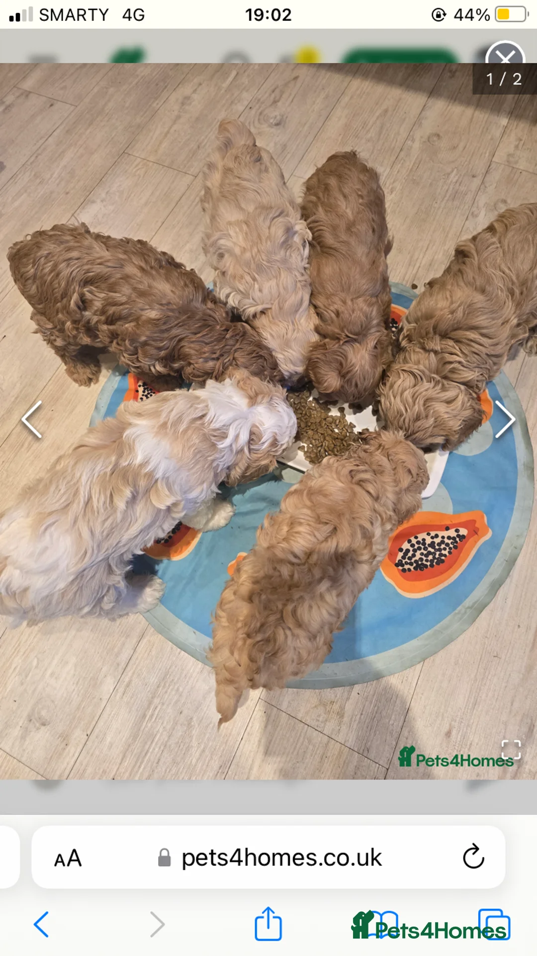 Cavapoo dogs for stud: F1B cavapoo great success rate  in Exeter - Advert 13