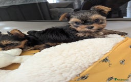 Yorkshire Terrier dogs for sale: Wonderful Yorkshire terrier puppies  - Image 24