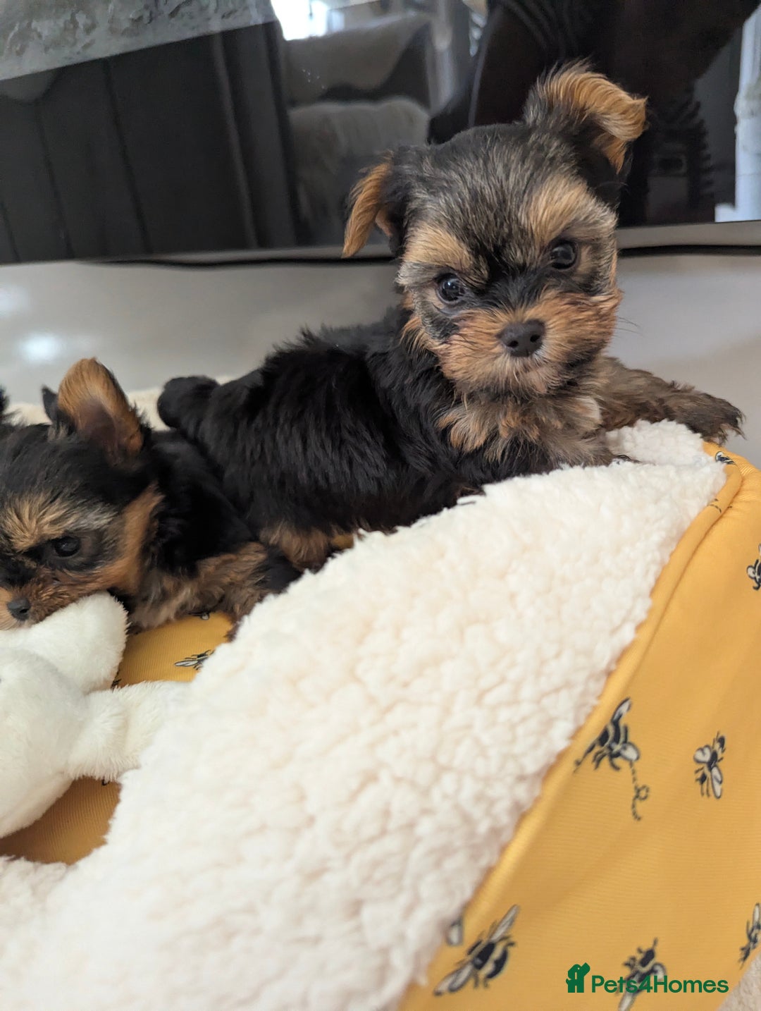Yorkshire Terrier dogs for sale: Wonderful Yorkshire terrier puppies  - Image 24