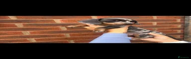 Miniature Dachshund 1