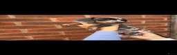 Miniature Dachshund dogs for sale: Silver dapple miniature dachshund female  - Advert 2