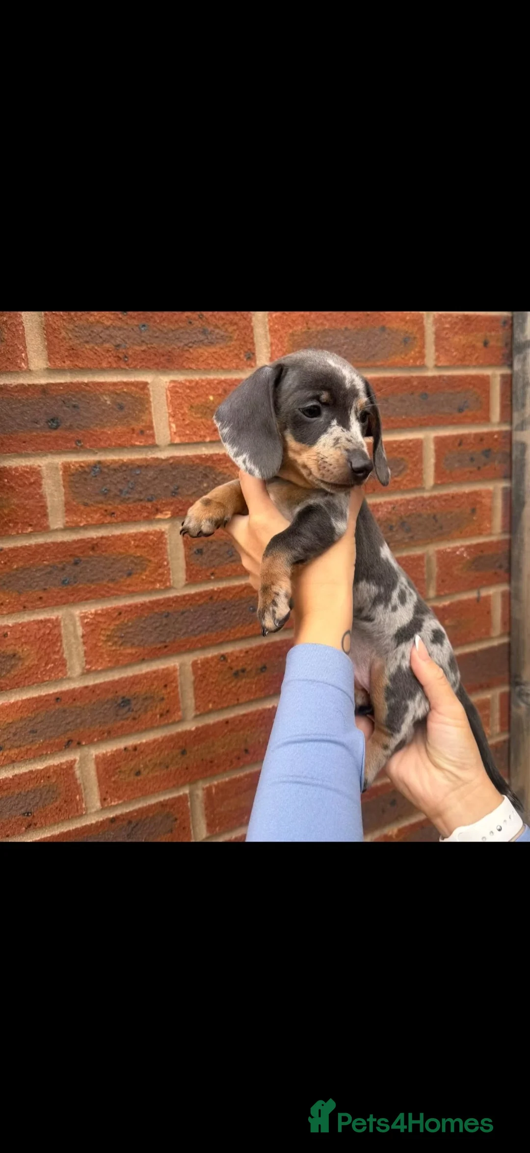 Miniature Dachshund dogs for sale: Silver dapple miniature dachshund female  - Advert 2
