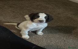 English Springer Spaniel dogs for sale: 7 beautiful springer spaniels - Image 4