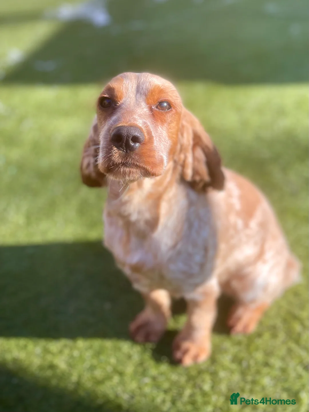 Cocker Spaniel dogs for sale: Health tested Cocker Spaniels - Advert 6