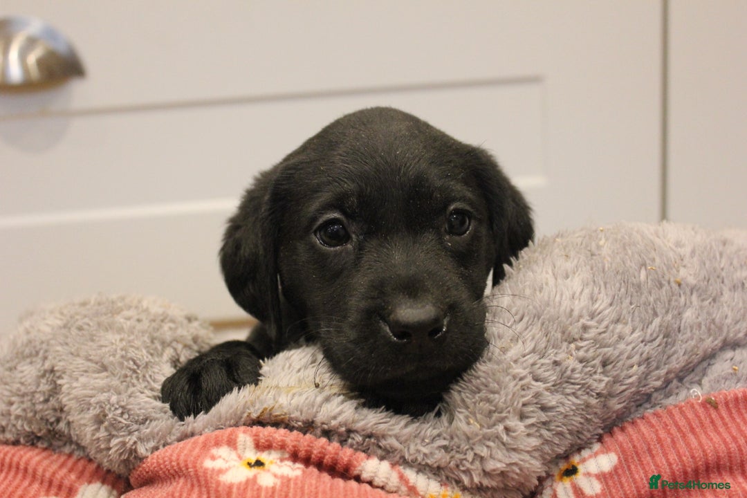 Labrador Retriever dogs for sale: Lovely Labrador Puppies ready next weekend - Image 20