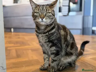 Mixed Breed cats New Home Needed for Charlie: 8 Year Old Family Cat - Advert 2