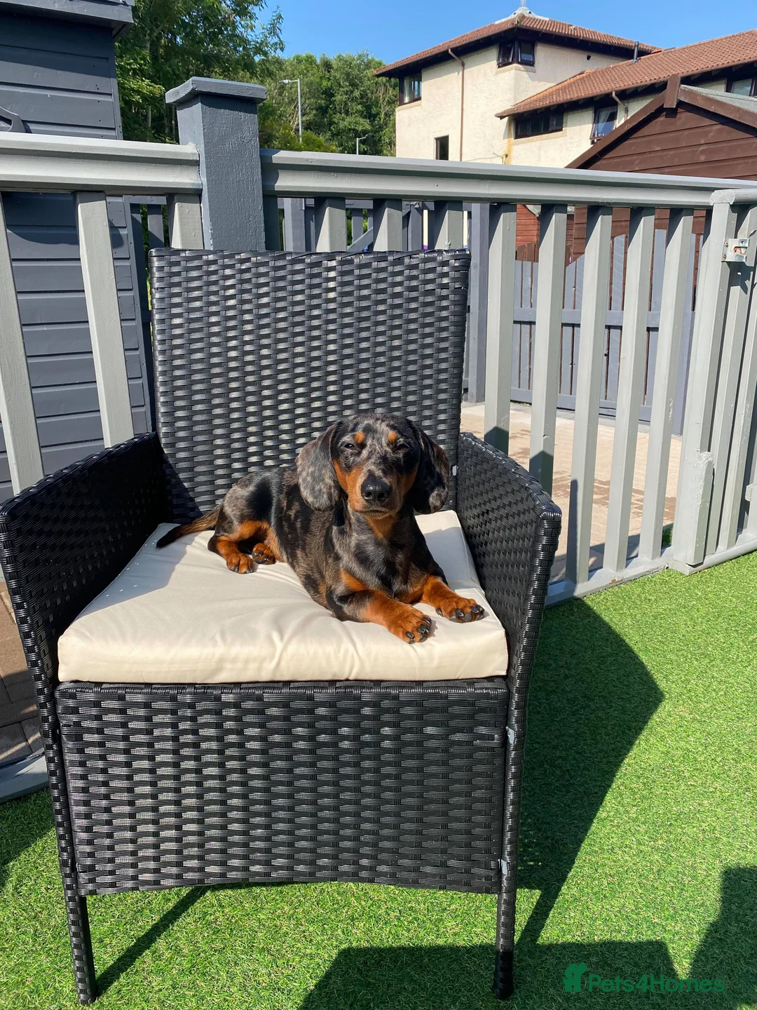 Dachshund dogs for stud: Mini Smooth KCReg Silver Dapple Health Tested Stud in Irvine - Advert 9