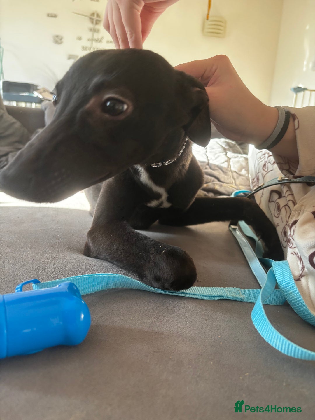 Mixed Breed dogs for sale: Mini whippet male for sale  - Advert 7