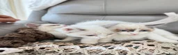 Ragdoll cats for sale: Beautiful RAGDOLL KITTENS  in Chichester - Advert 5