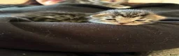 Domestic Shorthair cats for sale: A Stunning Litter Of Six Newborn Kittens  - Advert 8