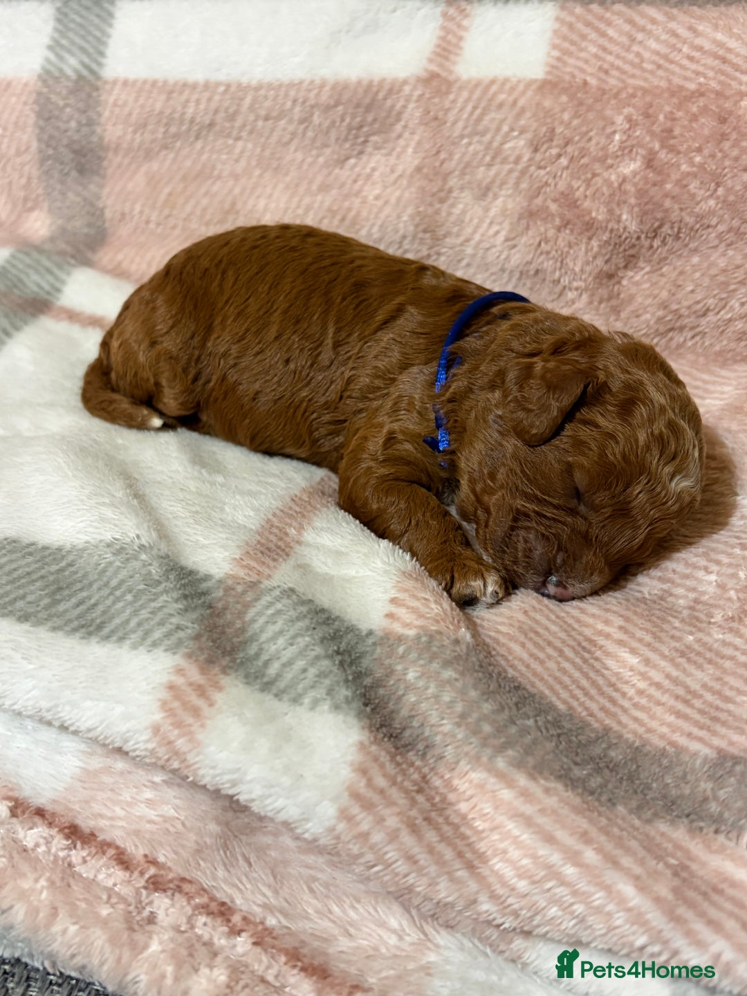 Cavapoo dogs for sale: Beautiful red cavapoo - Advert 8