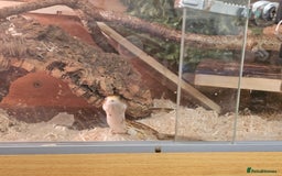 Corn Snake reptiles for sale: Red/orange corn snake and vivarium  - Image 7