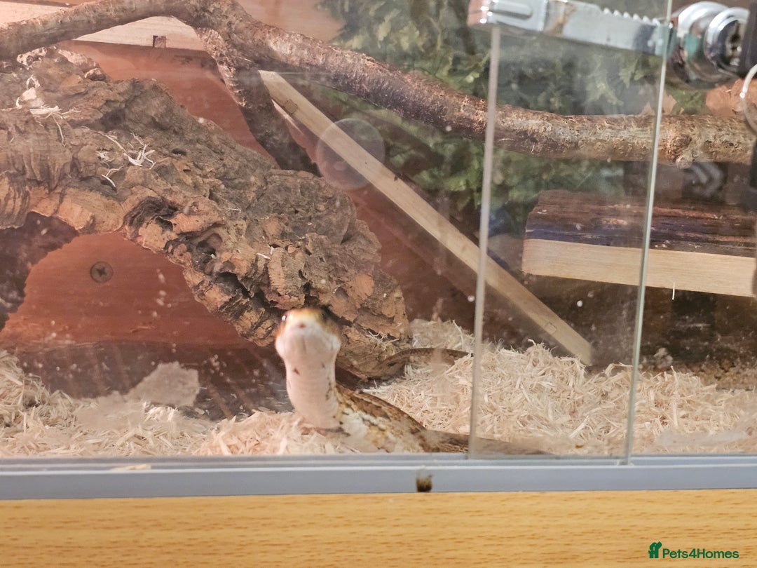 Corn Snake reptiles for sale: Red/orange corn snake and vivarium  - Image 7