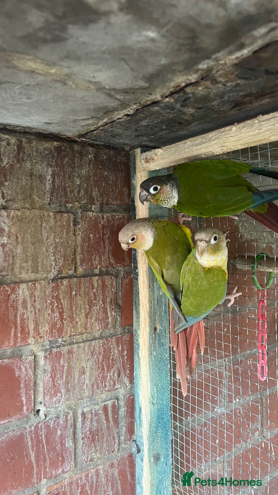 Mixed Breed birds Birds for sale *read description*  - Advert 1