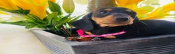 Miniature Dachshund dogs for sale: STUNNING Miniature Dachshund Puppies!!! - Advert 13