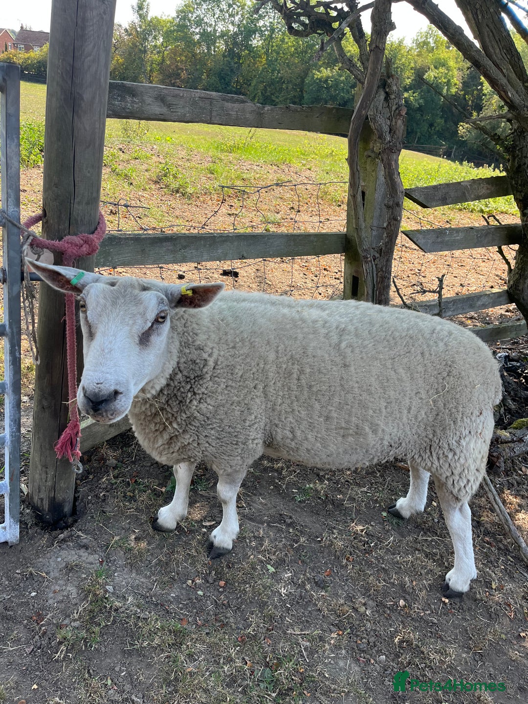 Sheep livestock for sale: 4 friendly wether pet sheep  - Image 2