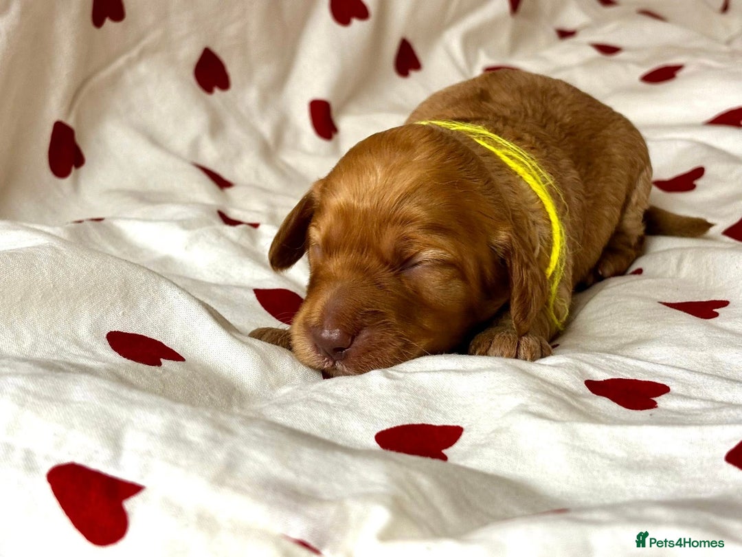 Cockapoo dogs for sale: Fabulous F1 Sable Cockapoos - Advert 5