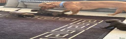 Staffordshire Bull Terrier dogs for sale: Beautiful litter of Staffy pups   - Advert 5