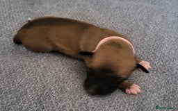 Whippet dogs for sale: 8 KC gorgeous pups, 4 boys & 4 girls. - Image 7