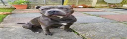 Staffordshire Bull Terrier dogs for stud: Male for Stud - "Sexy Rexy"  in Wolverhampton - Advert 6