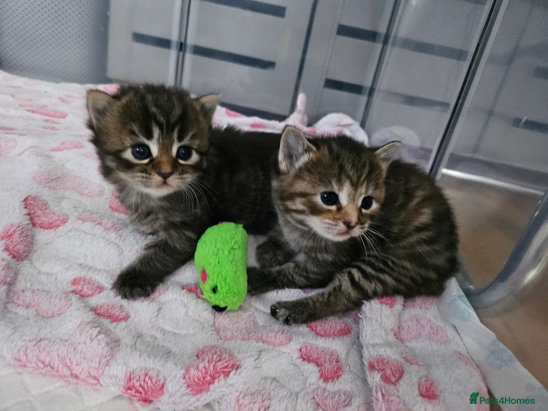 European cats for sale: 4 beautiful kittens looking for the New 🤎 home  - Image 19