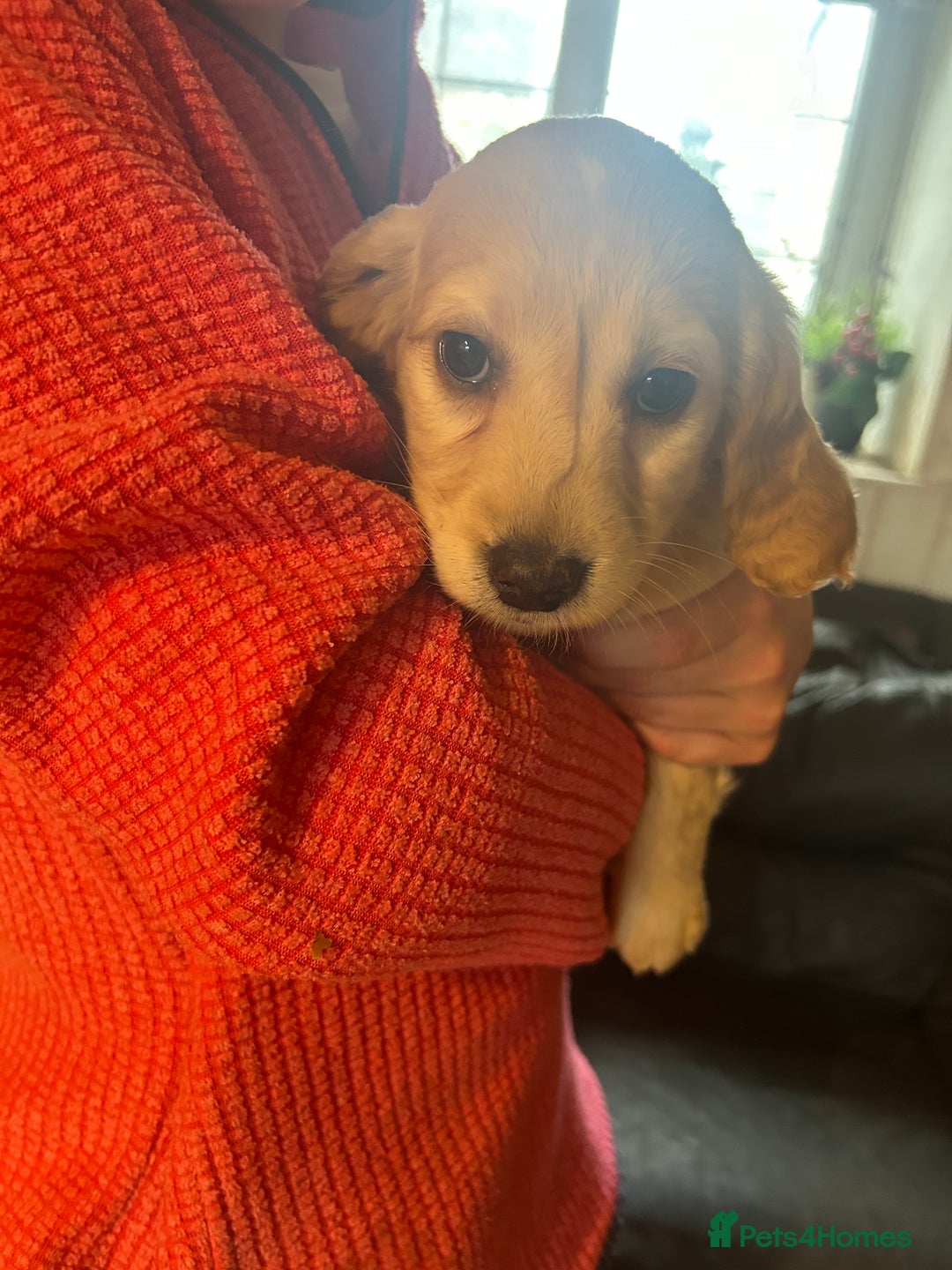 Mixed Breed dogs for sale: Cavapoo Puppies - Advert 17