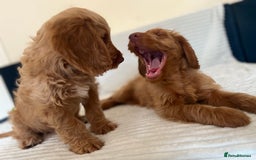 Cockapoo dogs for sale: Rare F1 apricot/ red fox DNA PRCD-PRA clear - Image 37