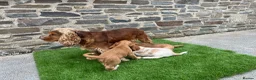 Cocker Spaniel dogs for sale: KC HEALTH TESTED show type cocker ⭐️  in Llanybydder - Advert 13