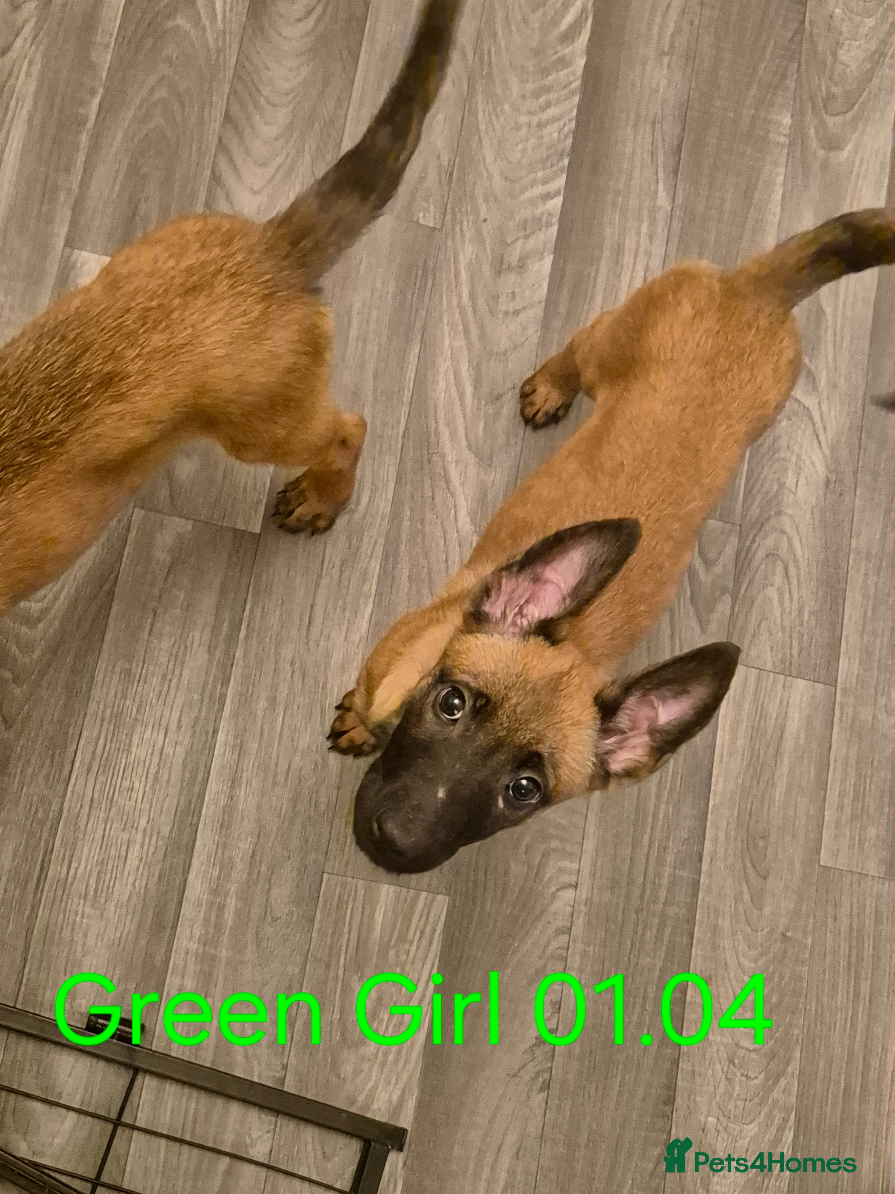 Belgian Shepherd Dog dogs x4 puppies KC Registered Belgian Malinois - Advert 3