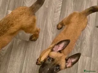 Belgian Shepherd Dog dogs x4 puppies KC Registered Belgian Malinois - Advert 3