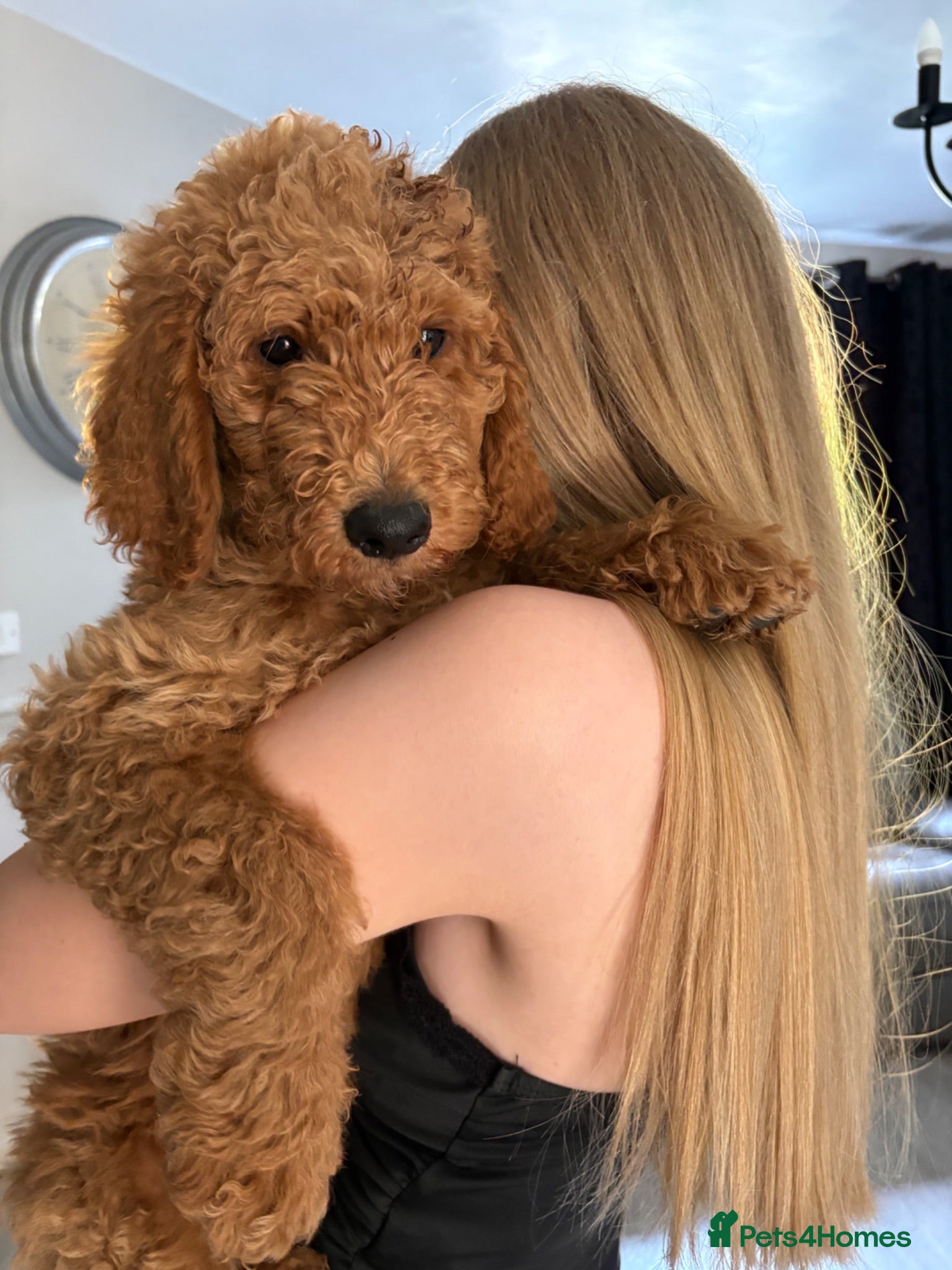 Goldendoodle dogs F1bb goldendoodle puppies READY TO LEAVE - Advert 1