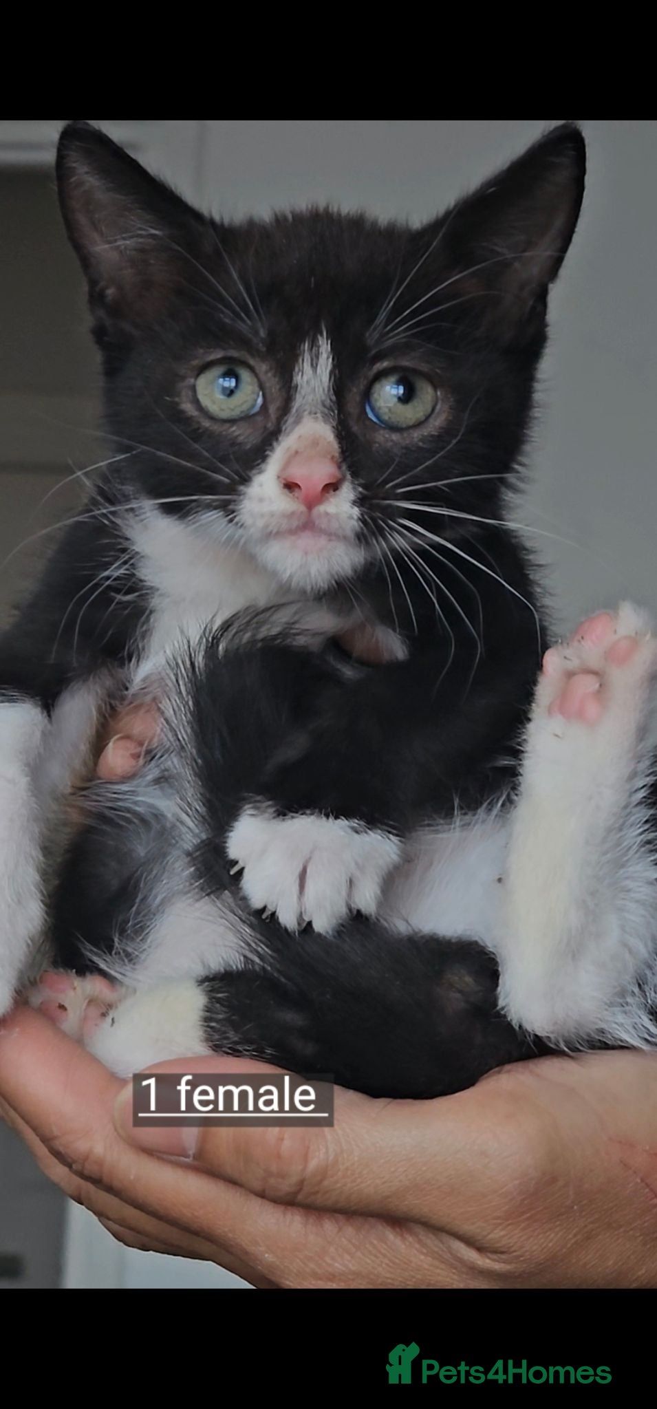 Mixed Breed cats Kittens for sale  - Advert 1