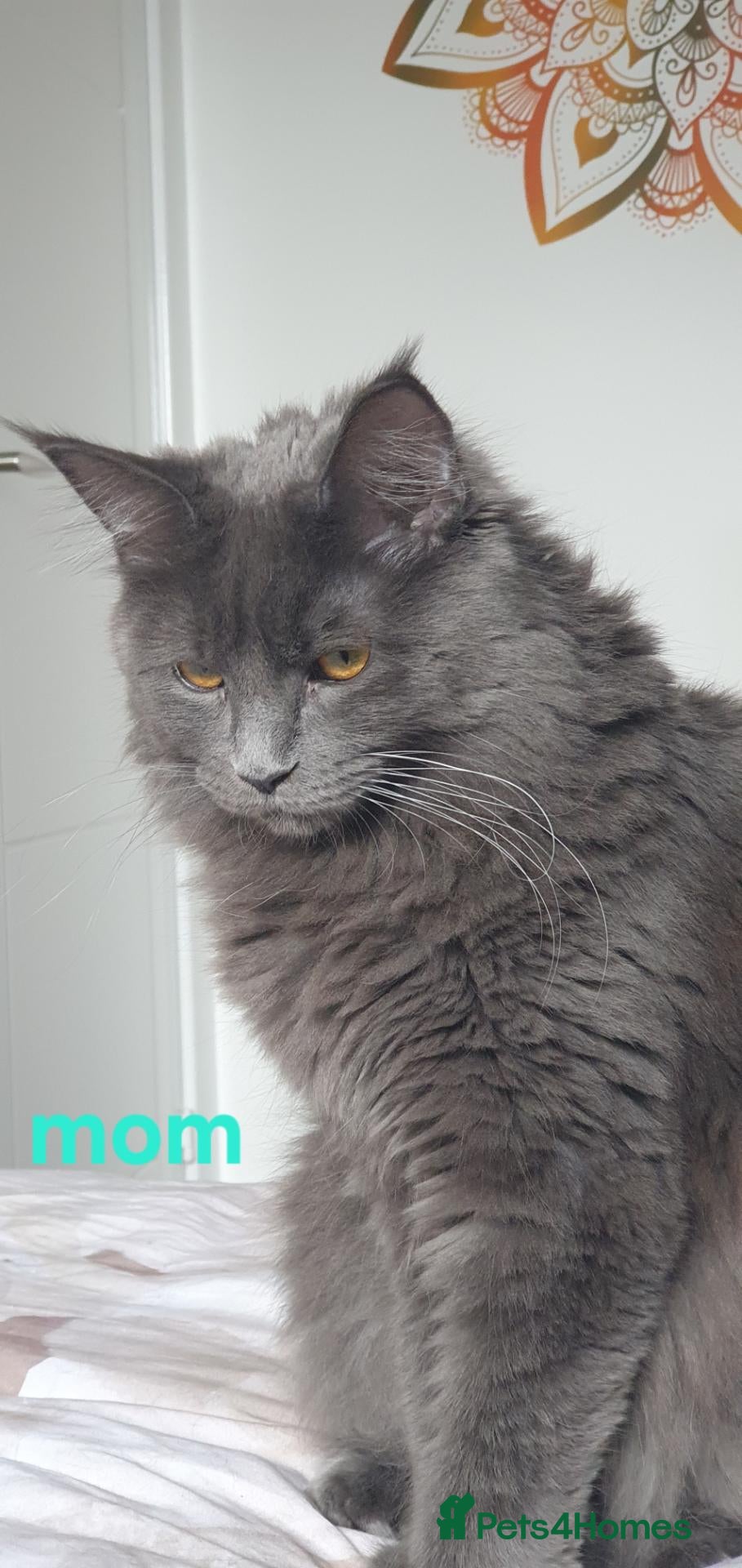 Maine Coon cats Beautiful White ***polydactyl*** Maine Coon girl. - Advert 1