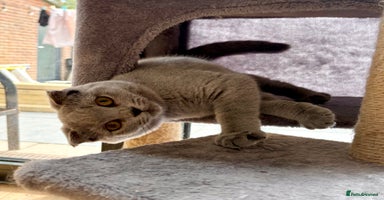 Scottish Fold cats in Herne Bay - Advert 10