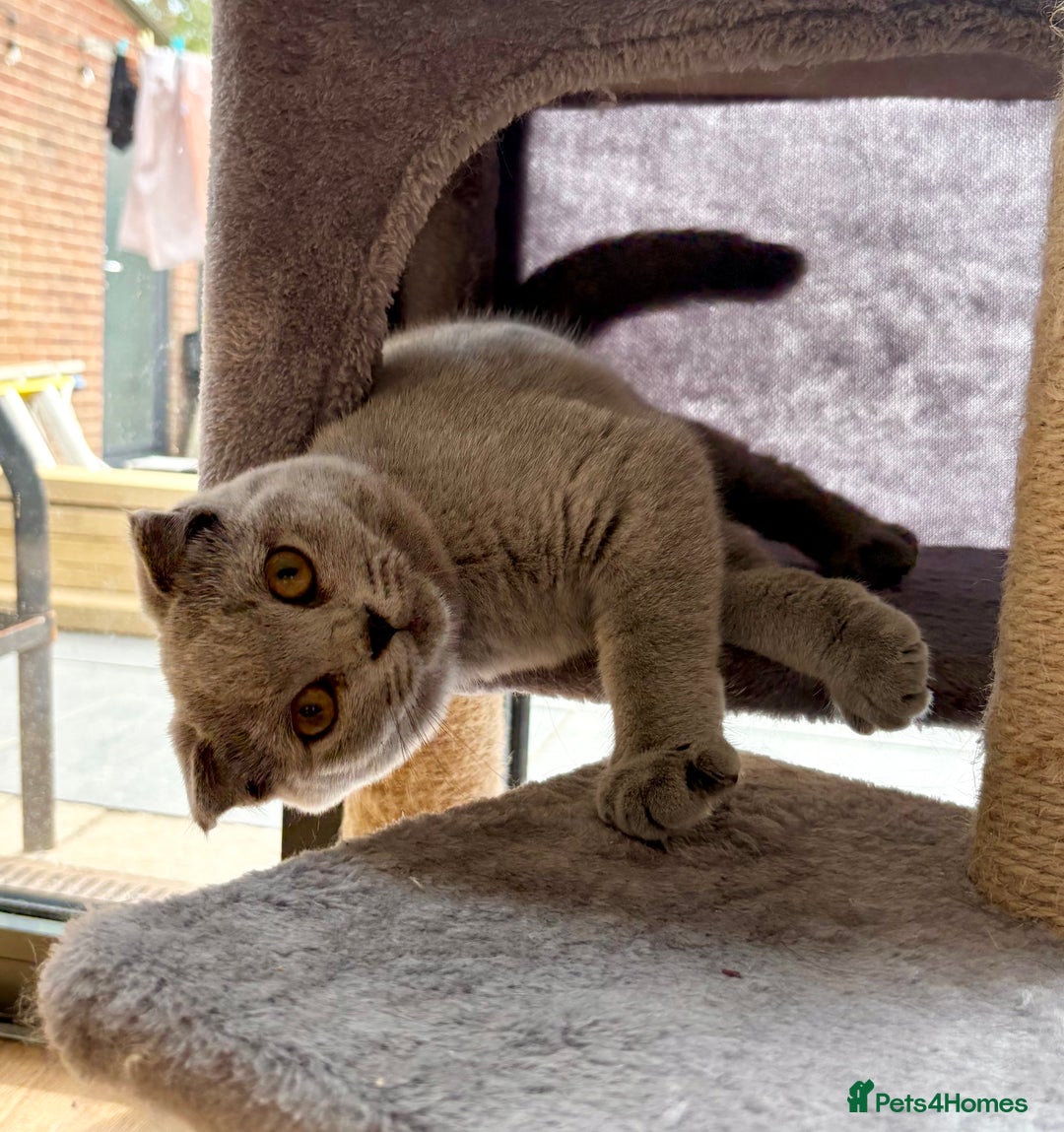 Scottish Fold cats for sale: Stunning Boy Scottish Fold Kitten in Herne Bay - Image 2