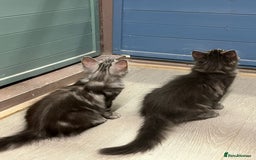 Maine Coon cats for sale: 2 Maine Coon Boys Ready To Go! - Image 14