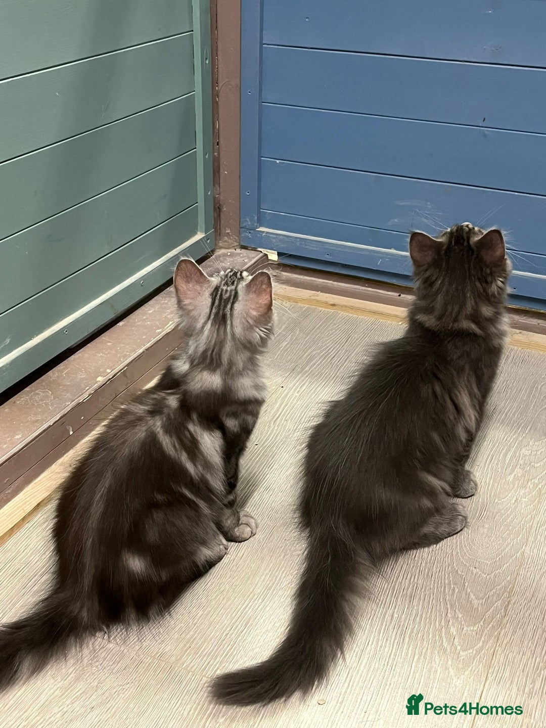 Maine Coon cats for sale: 2 Maine Coon Boys Ready To Go! - Image 14