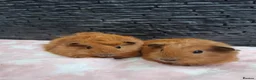Guinea Pig rodents for sale: Funky&smooth coated guinea pigs  - Advert 6