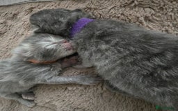 Persian cats for sale: Persians  - Image 11