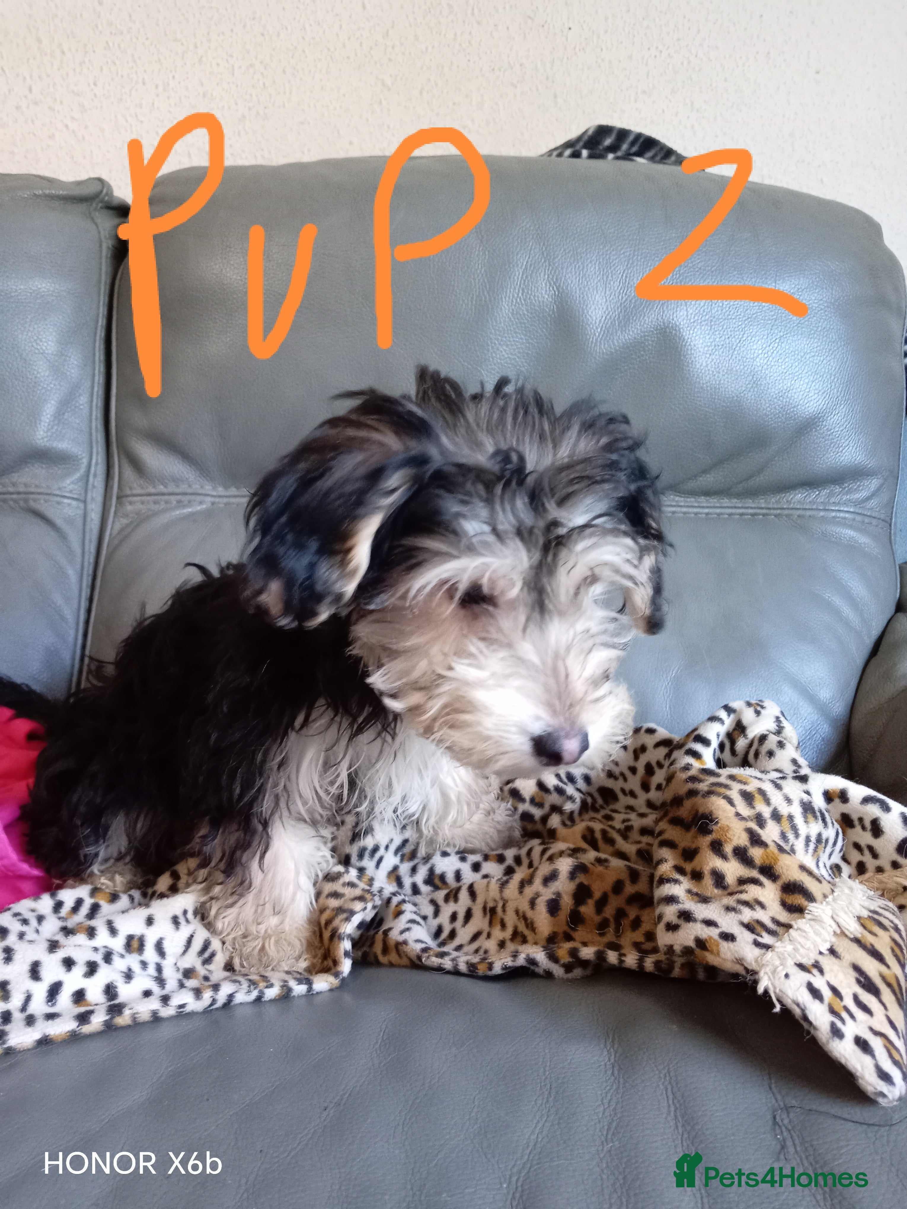 Mixed Breed dogs  Cockapoo x Jack Russell DNA clr Mum - Advert 1