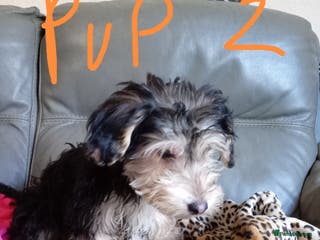 Mixed Breed dogs Cockapoo x Jack Russell DNA clr Mum - Advert 2