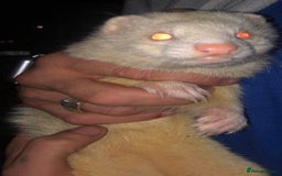 Ferret rodents for sale: Albino Ferrets - Advert 3