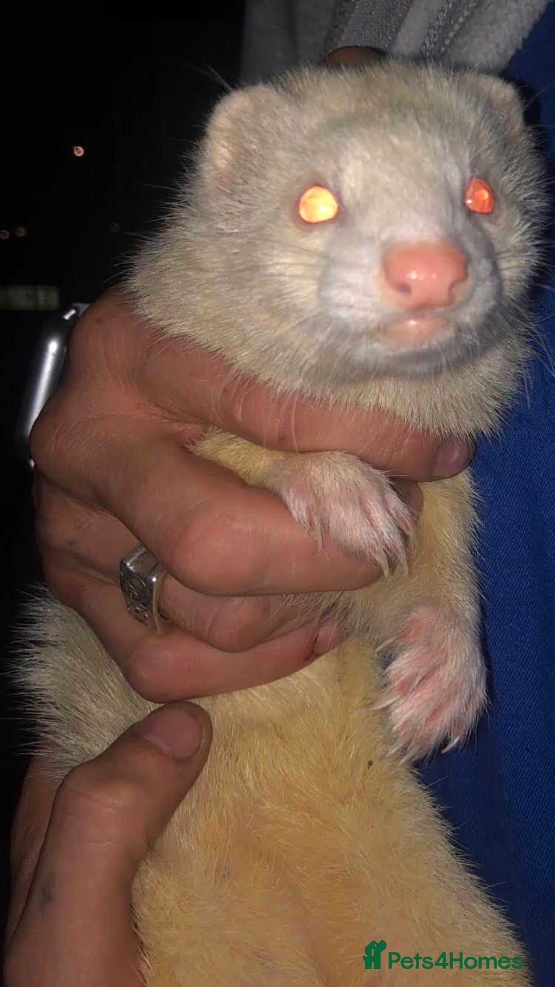 Ferret rodents for sale: Albino Ferrets - Advert 3