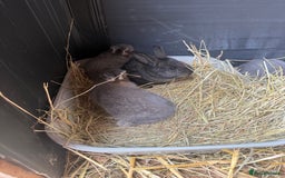 British Giant rabbits for sale: Giant rabbits  - Image 1